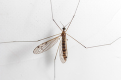 Atypophthalmus