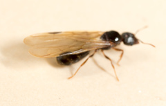 Pheidole megacephala