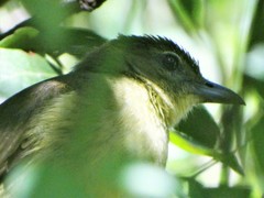 Chlorocichla flaviventris flaviventris