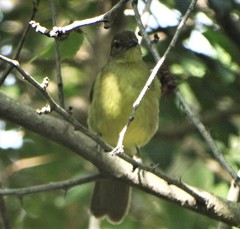 Chlorocichla flaviventris flaviventris