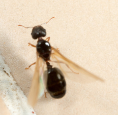 Pheidole megacephala