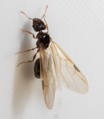 Pheidole megacephala