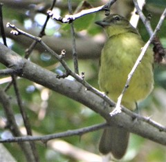 Chlorocichla flaviventris flaviventris