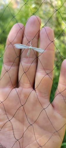 iNaturalist observation photo of Pterophorinae