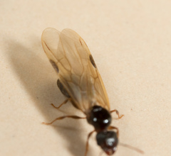 Pheidole megacephala