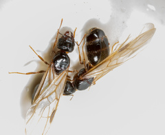 Pheidole megacephala