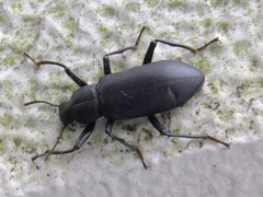 Tenebrionidae