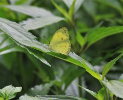 Eurema tilaha
