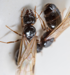 Pheidole megacephala