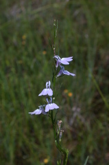 Lobelia canbyi