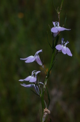 Lobelia canbyi