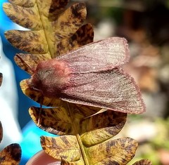 Psectraglaea carnosa