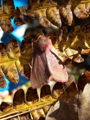 Psectraglaea carnosa