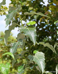Populus