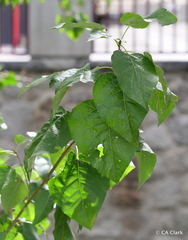 Populus