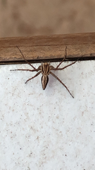 Oxyopes elegans