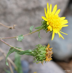 Grindelia squarrosa