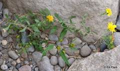 Grindelia squarrosa