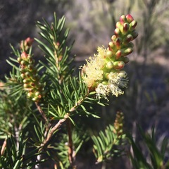 Melaleuca pityoides