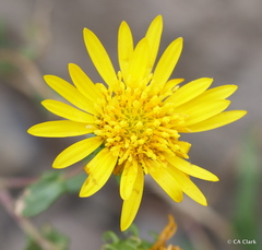 Grindelia squarrosa