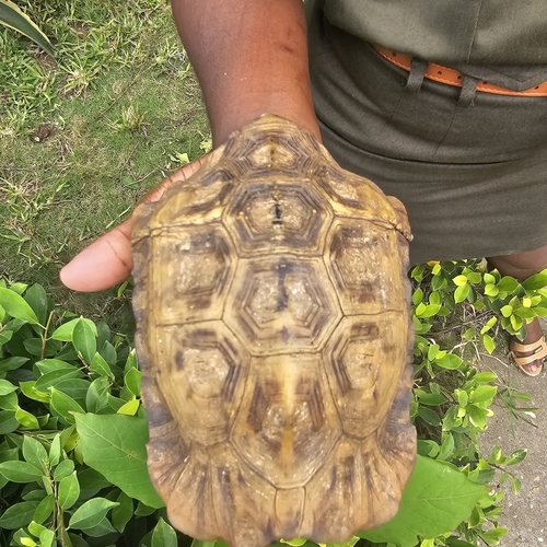Home's Hingeback Tortoise