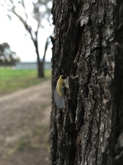 Calochrysa extranea
