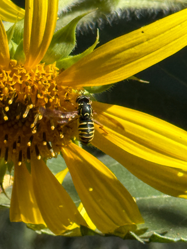 Unknown species found near N 12th St, Boise, ID, US