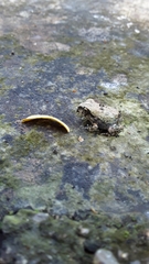 Sphaerotheca maskeyi