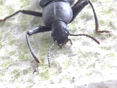 Tenebrionidae