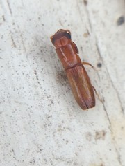 Euplatypus compositus