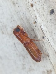 Euplatypus compositus