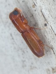 Euplatypus compositus