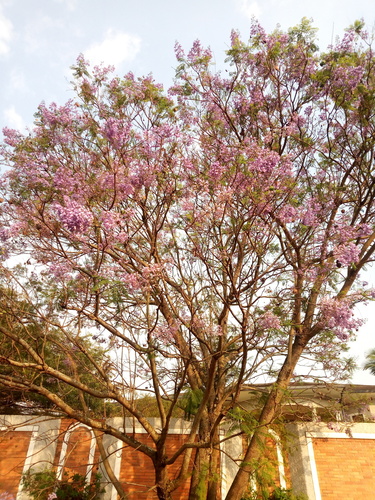 Jacaranda image