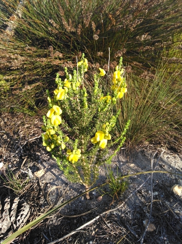Image of Aspalathus citrina by (c) Brian du Preez, some rights reserved (CC BY-SA)