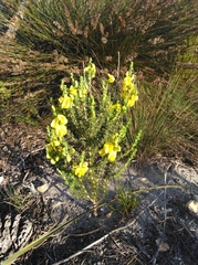 Aspalathus citrina