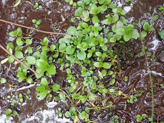 Epilobium chionanthum