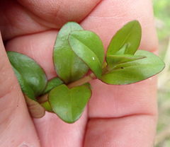 Epilobium chionanthum