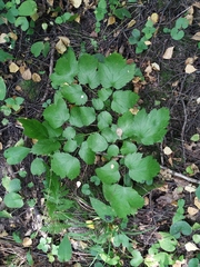 Actaea spicata