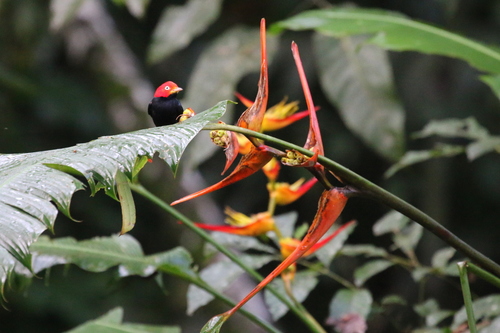 Heliconia latispatha image