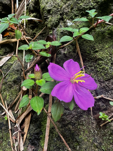 Heterotis rotundifolia