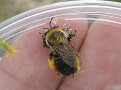 Melissodes dentiventris