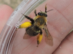 Melissodes dentiventris