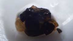 Glossosomatidae
