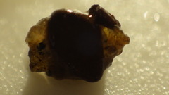 Glossosomatidae