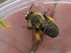 Melissodes dentiventris