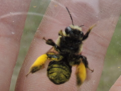 Melissodes dentiventris