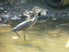 Ardea herodias