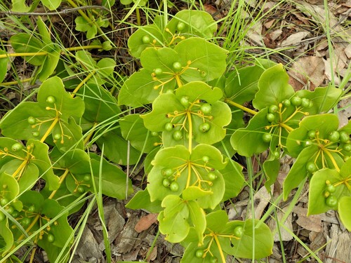 Fadogia triphylla