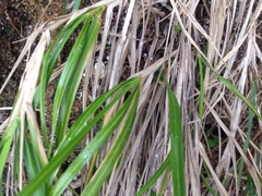 Poa anceps