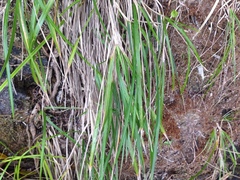 Poa anceps